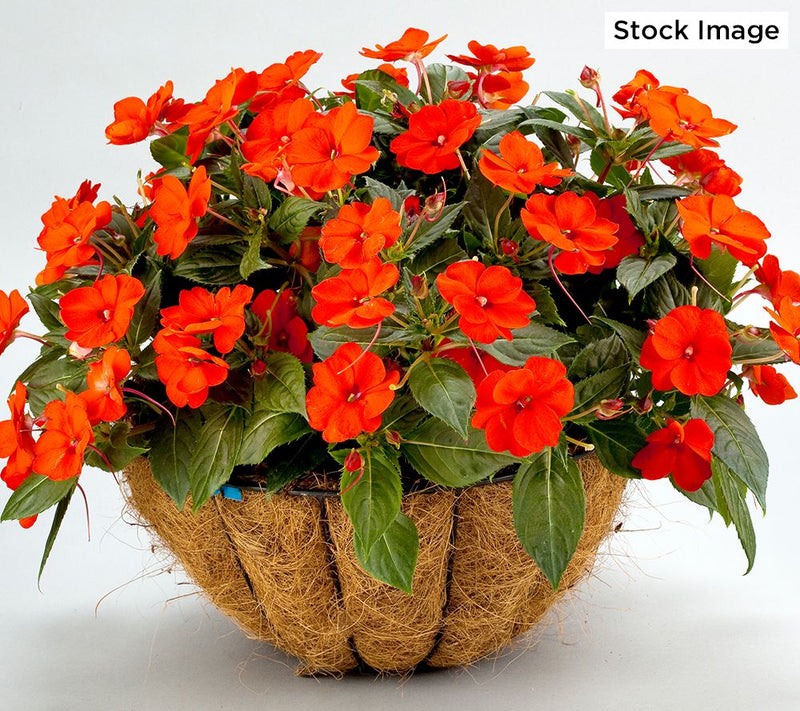 Roberta's Set of 2 Hanging Wire Baskets w/ Coco Liner & Chain — View 5