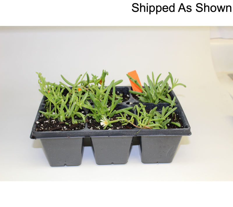 Roberta's 6pc Ocean Sunset Series Ice Plant Live Plants — View 8