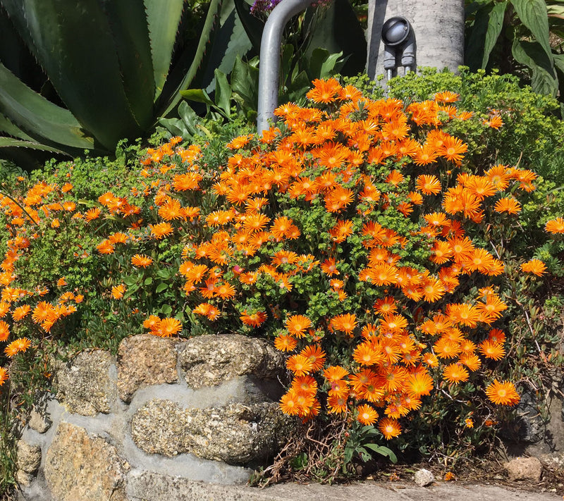Roberta's 6pc Ocean Sunset Series Ice Plant Live Plants — View 2