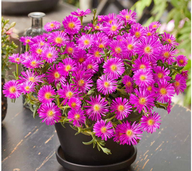 Roberta's 6pc Ocean Sunset Series Ice Plant Live Plants — View 6
