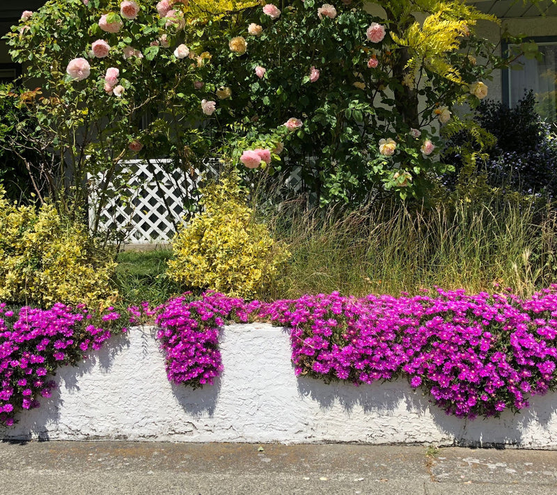 Roberta's 6pc Ocean Sunset Series Ice Plant Live Plants — View 5