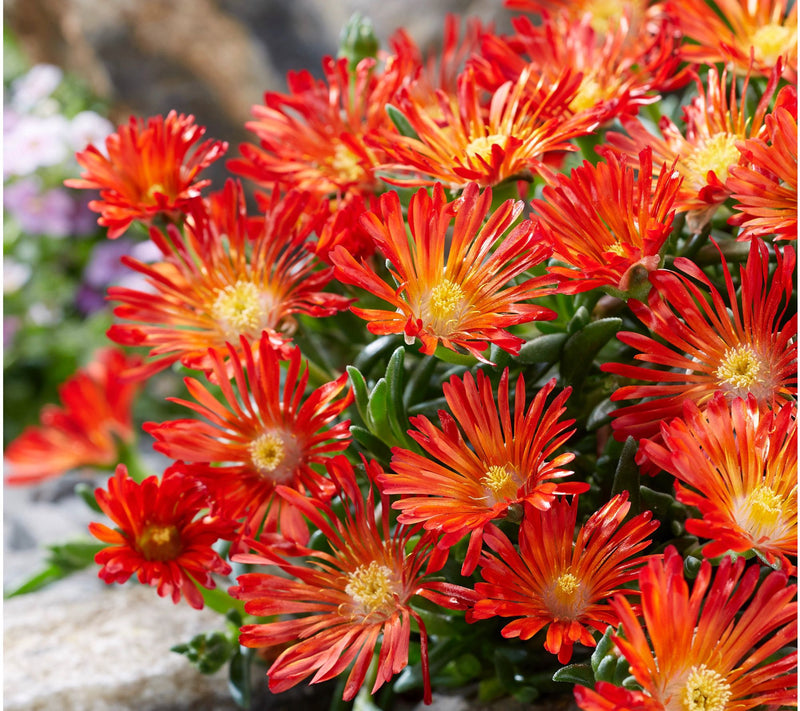 Roberta's 6pc Ocean Sunset Series Ice Plant Live Plants — View 3