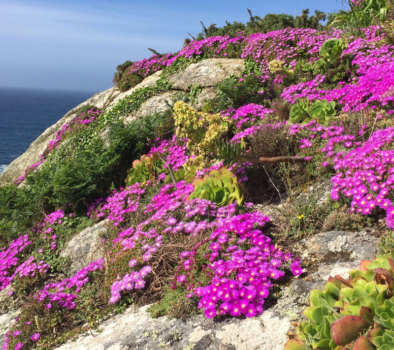 Roberta's 6pc Ocean Sunset Series Ice Plant Live Plants — View 7