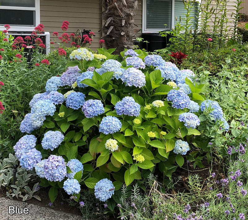 Roberta's 1pc Onyx Mophead Hydrangea Live Plant — View 8