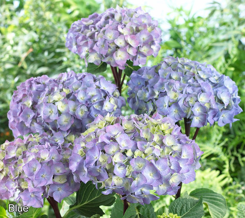 Roberta's 1pc Onyx Mophead Hydrangea Live Plant — View 3