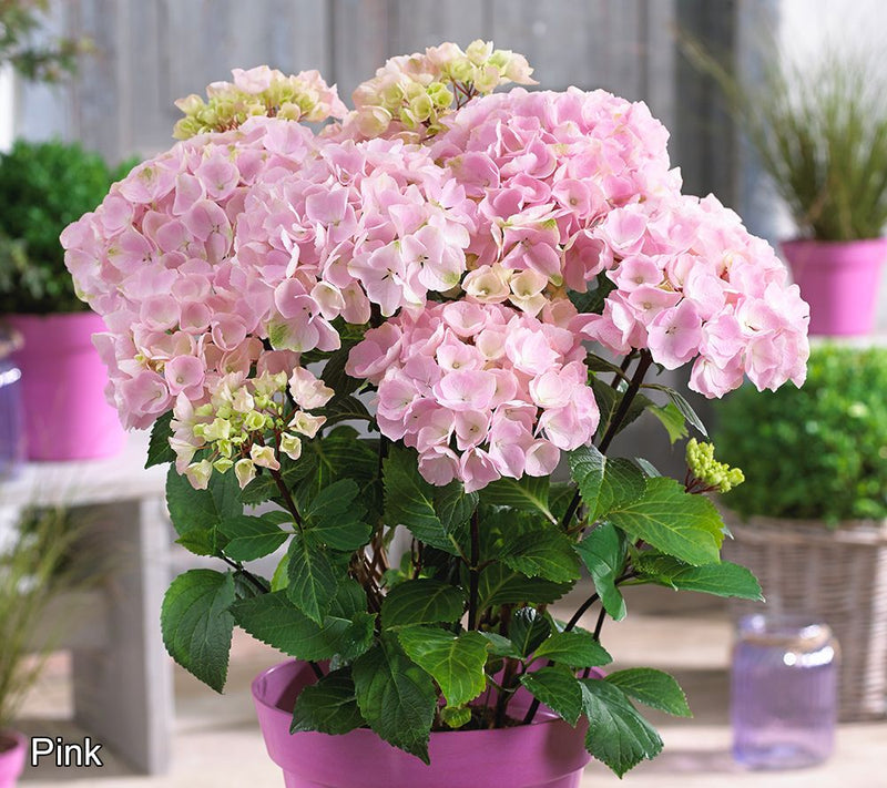 Roberta's 1pc Onyx Mophead Hydrangea Live Plant — View 11