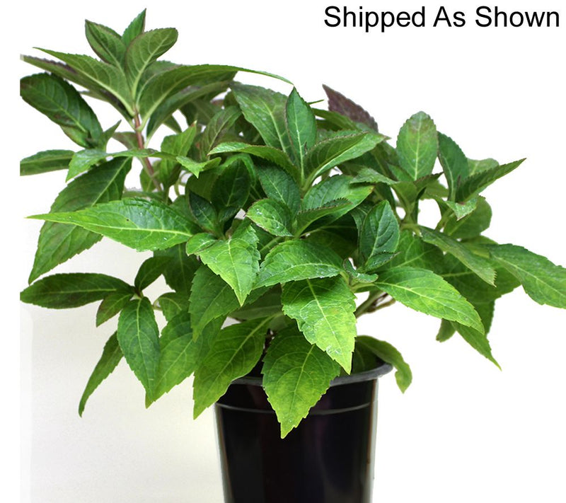 Roberta's 1pc Onyx Mophead Hydrangea Live Plant — View 14