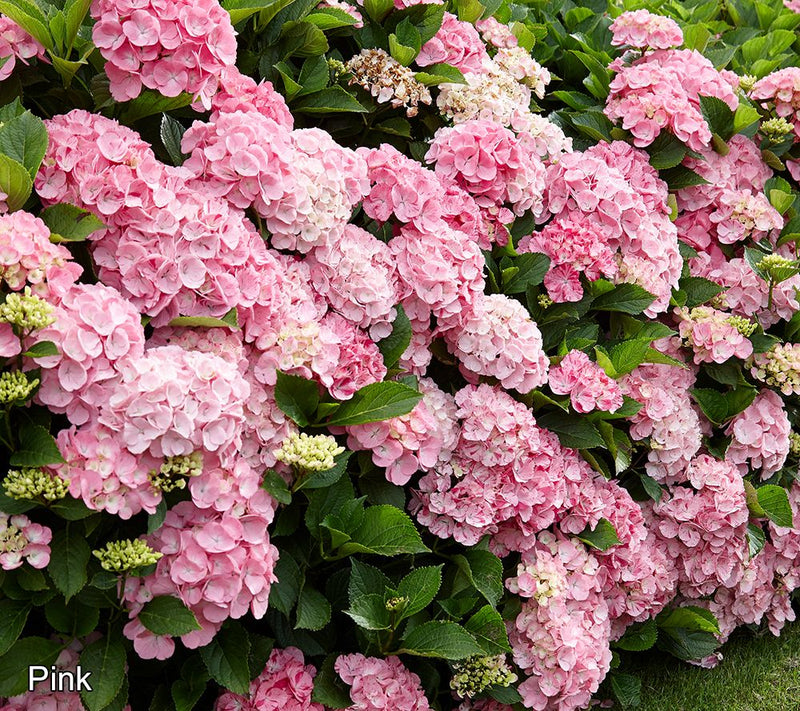Roberta's 1pc Onyx Mophead Hydrangea Live Plant — View 13