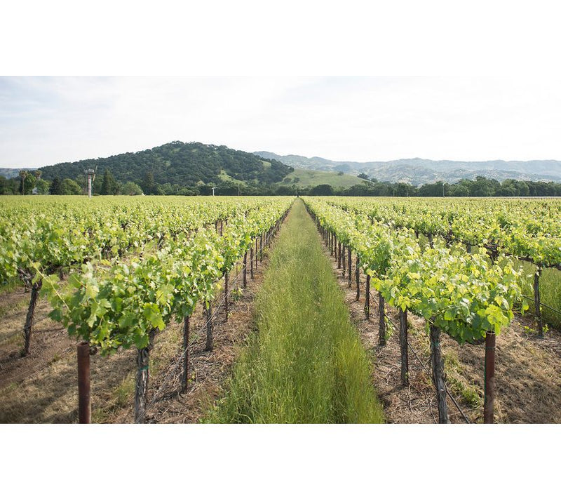 Vino Voyage Cabs are King 12 Wines — View 3