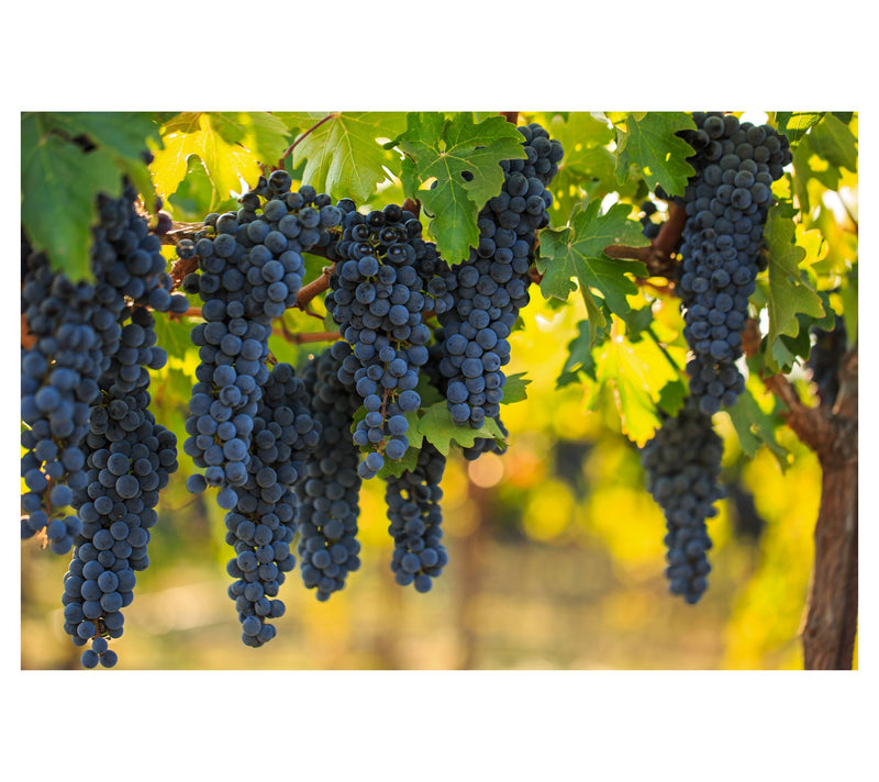 Vino Voyage Cabs are King 12 Wines — View 2